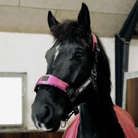 Hest med letvægtsgrime i Wild Plum – justerbar og komfortabel Halter 2.0
