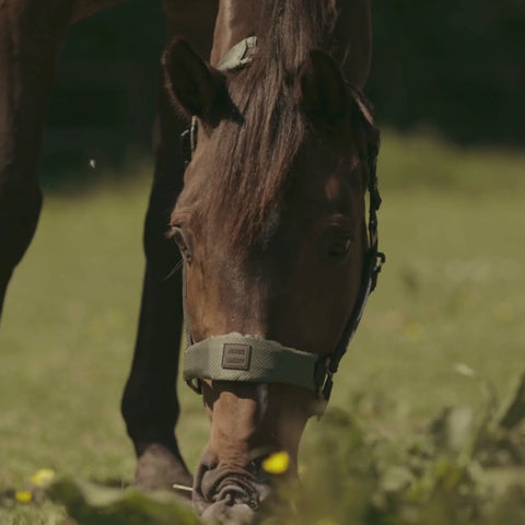 HALTER 2.0 - grime - Wild Plum