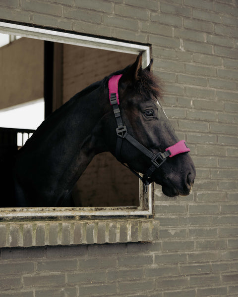 Sikkerhedsgrime til hest i Wild Plum – Halter 2.0 i brug i stald
