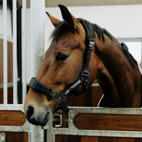 Hest med sikkerhedsgrime Halter 2.0 i sort fra Nordic Liberty – komfortabel pasform